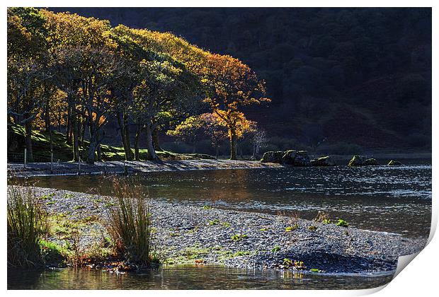  Backlit trees at Crummock Water Print by Ian Duffield