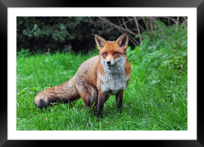  Wary red fox Framed Mounted Print by Ian Duffield