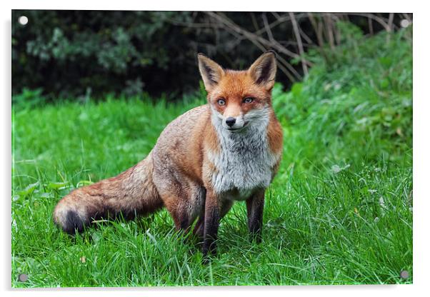  Wary red fox Acrylic by Ian Duffield