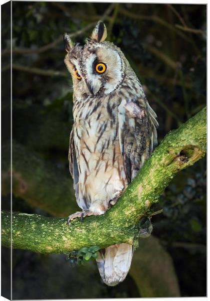  Long-Eared Owl Canvas Print by Ian Duffield