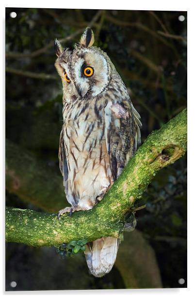  Long-Eared Owl Acrylic by Ian Duffield