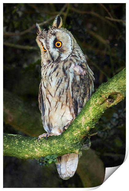  Long-Eared Owl Print by Ian Duffield