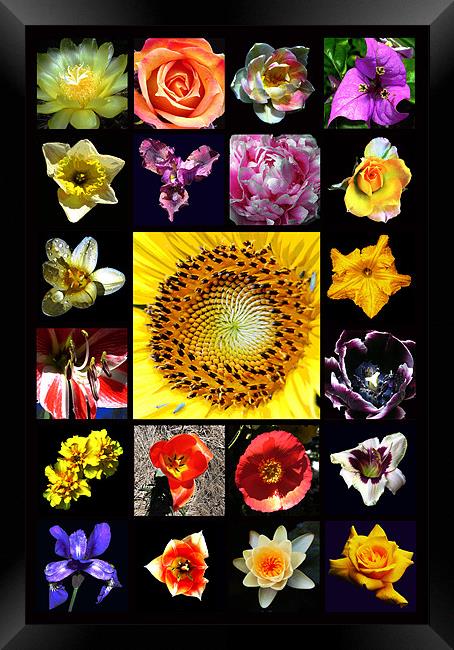 Revised Floral Composite Framed Print by james balzano, jr.