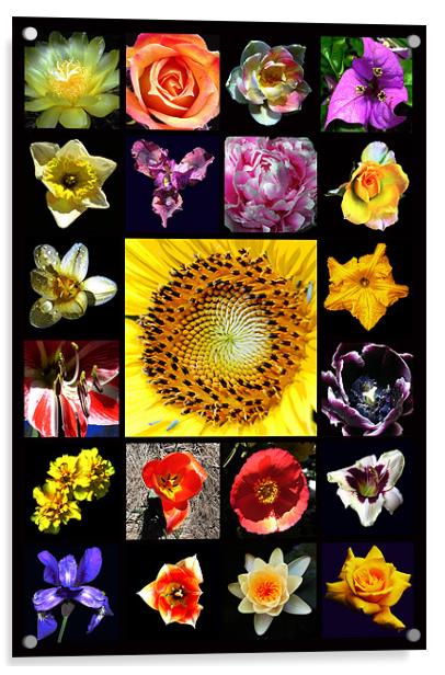 Revised Floral Composite Acrylic by james balzano, jr.