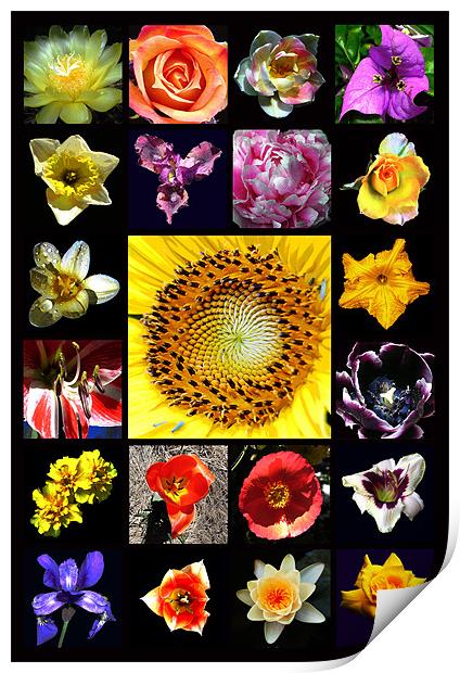 Revised Floral Composite Print by james balzano, jr.