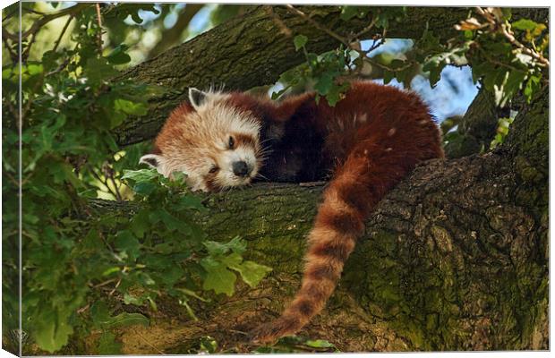  Red Panda at rest Canvas Print by Ian Duffield