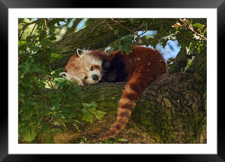  Red Panda at rest Framed Mounted Print by Ian Duffield