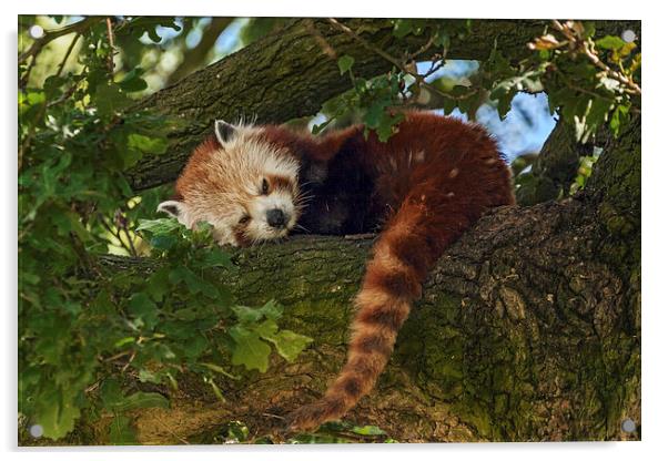  Red Panda at rest Acrylic by Ian Duffield