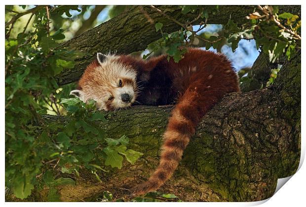  Red Panda at rest Print by Ian Duffield