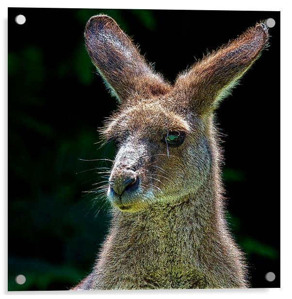 Backlit Kangaroo Portrait Acrylic by James Bennett (MBK W