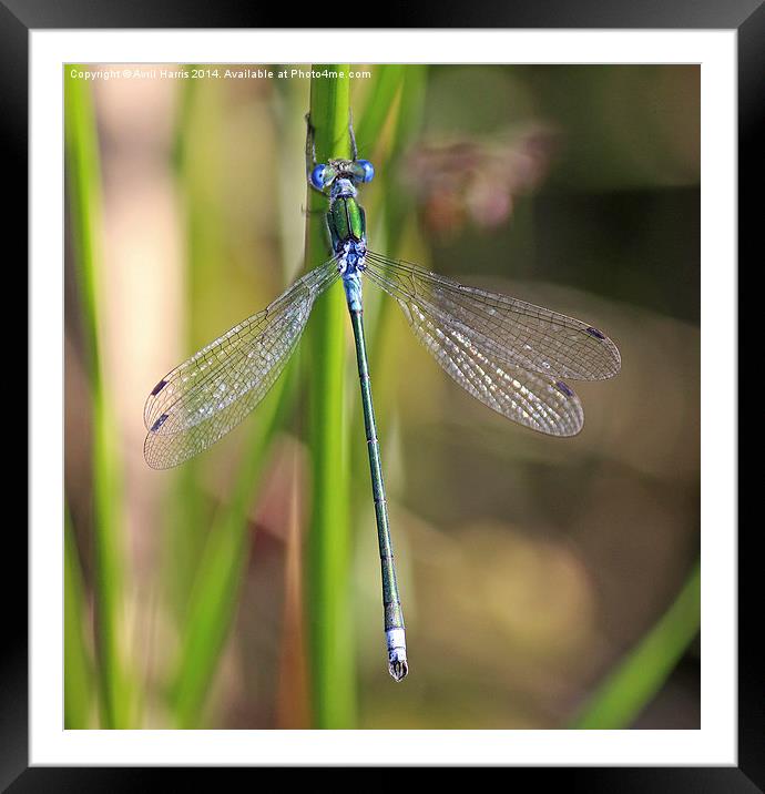 The Emerald Damselfly Framed Mounted Print by Avril Harris