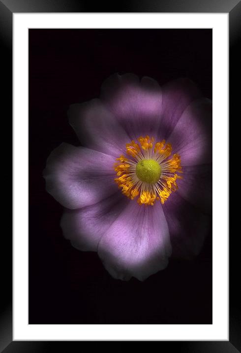  Japanese anemone Framed Mounted Print by paul holt