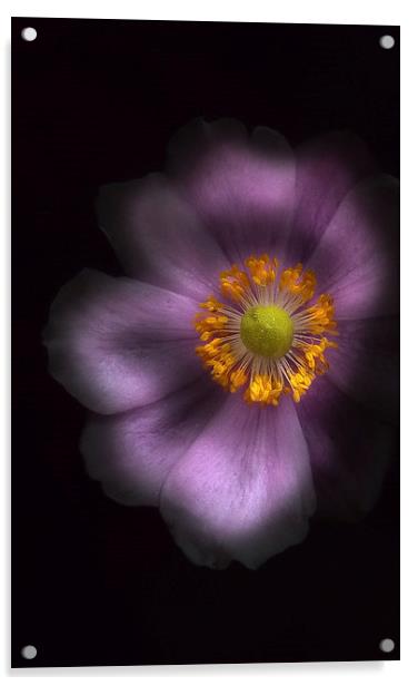  Japanese anemone Acrylic by paul holt