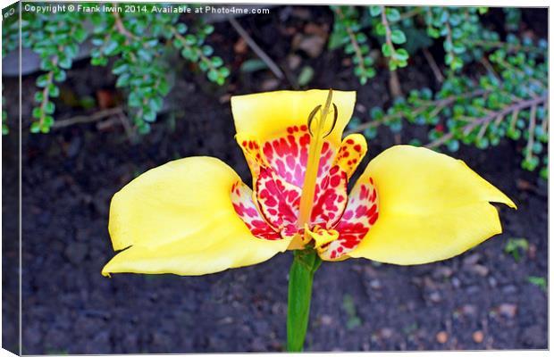 Beautiful Yellow and red Tigridia Canvas Print by Frank Irwin