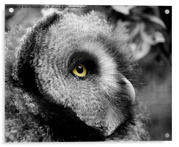  Moody Owl Acrylic by Mick Holland