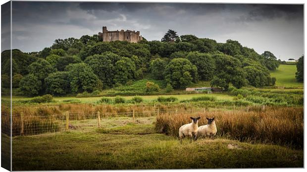  Sheep at Weobley castle Canvas Print by Leighton Collins