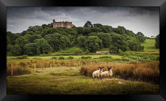  Sheep at Weobley castle Framed Print by Leighton Collins