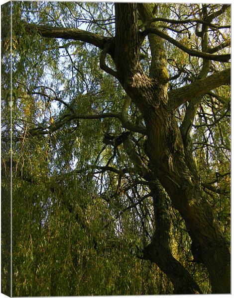 Autumn Willow Canvas Print by Jonathan Harker
