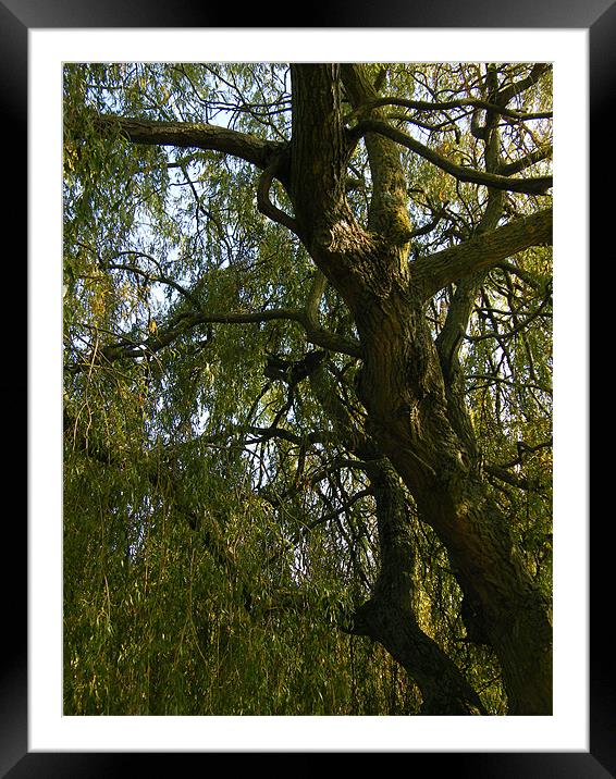 Autumn Willow Framed Mounted Print by Jonathan Harker
