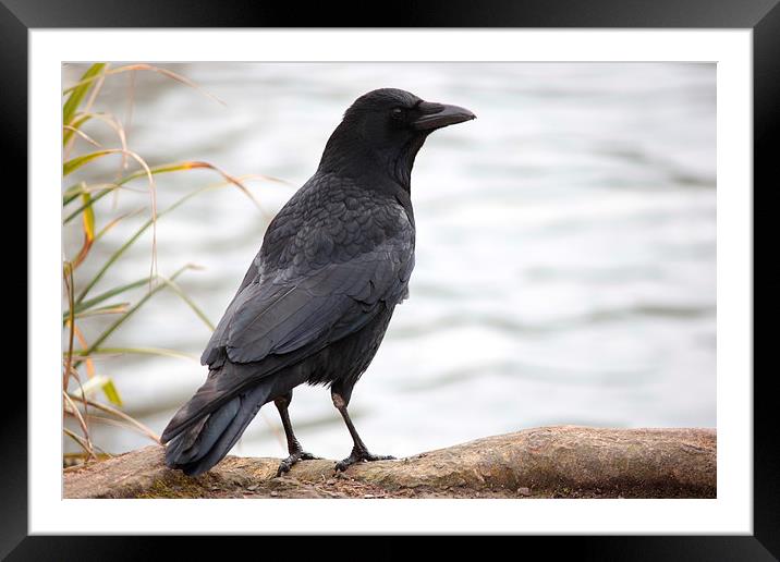  Crow by a lake Framed Mounted Print by Matthew Silver