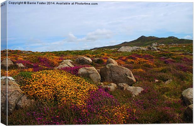  Moorland on St Davids Head Canvas Print by Barrie Foster