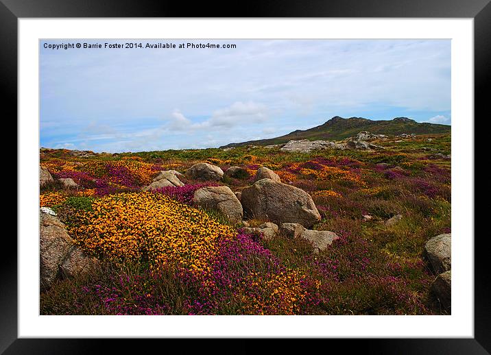  Moorland on St Davids Head Framed Mounted Print by Barrie Foster