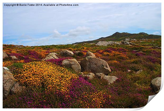  Moorland on St Davids Head Print by Barrie Foster