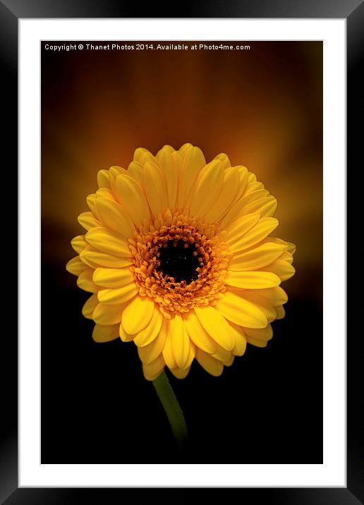  Yellow Gerbera Framed Mounted Print by Thanet Photos