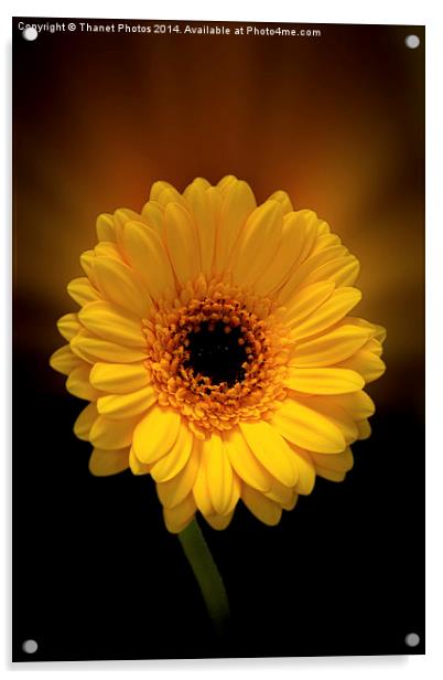  Yellow Gerbera Acrylic by Thanet Photos