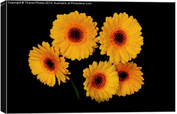  Yellow Gerberas Canvas Print by Thanet Photos