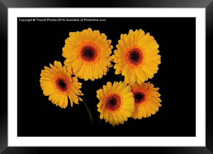  Yellow Gerberas Framed Mounted Print by Thanet Photos