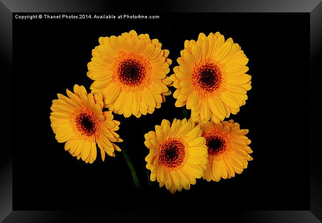  Yellow Gerberas Framed Print by Thanet Photos