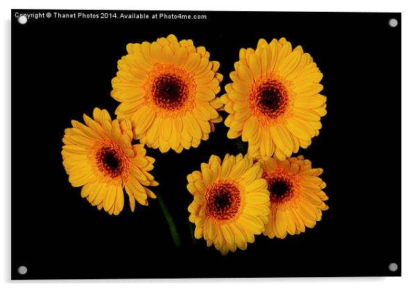  Yellow Gerberas Acrylic by Thanet Photos