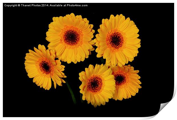  Yellow Gerberas Print by Thanet Photos
