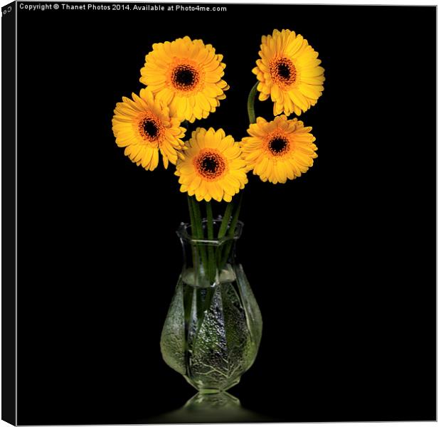  Yellow Gerberas in a glass vase Canvas Print by Thanet Photos