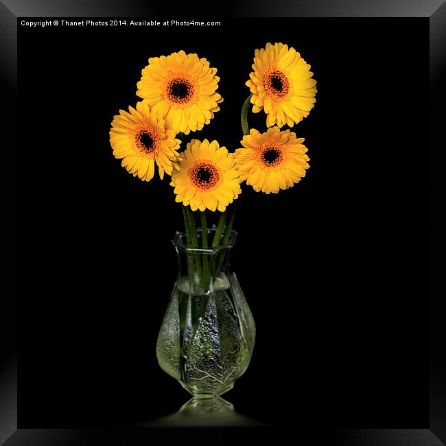  Yellow Gerberas in a glass vase Framed Print by Thanet Photos