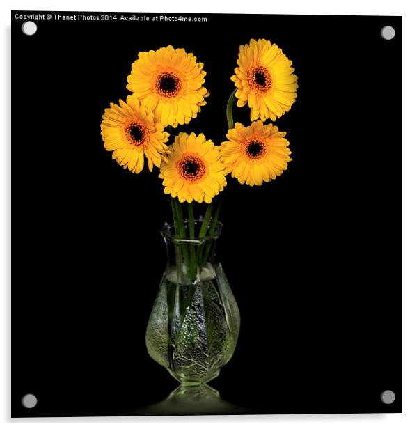  Yellow Gerberas in a glass vase Acrylic by Thanet Photos
