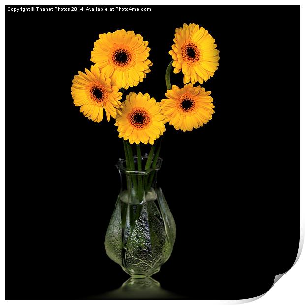  Yellow Gerberas in a glass vase Print by Thanet Photos