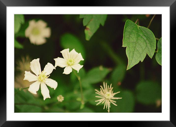 Simple Flowers Framed Mounted Print by Kevin Dyer