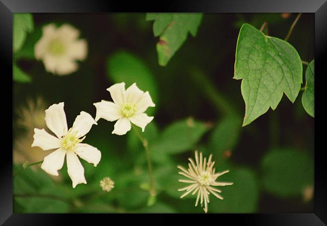 Simple Flowers Framed Print by Kevin Dyer