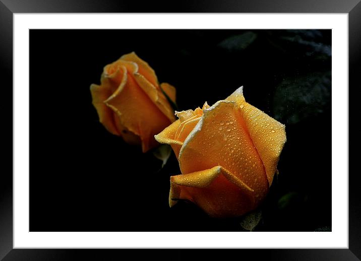  Reflecting Rose yellow for luck Framed Mounted Print by sylvia scotting