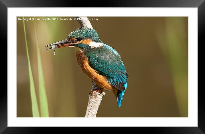  kingfisher with fish  Framed Mounted Print by paul neville