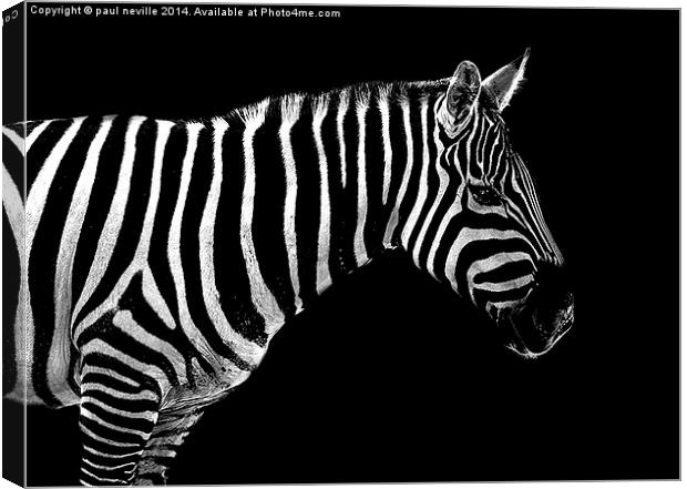  zebra  Canvas Print by paul neville