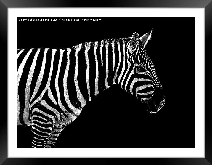  zebra  Framed Mounted Print by paul neville