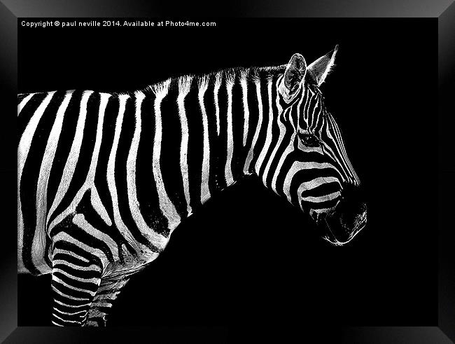  zebra  Framed Print by paul neville