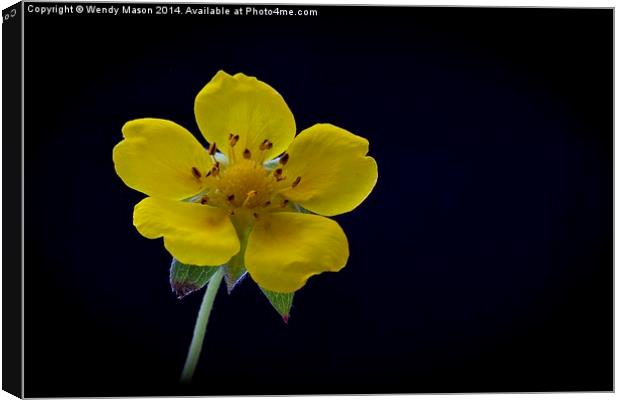  Flowers in the dark Canvas Print by Wendy Mason