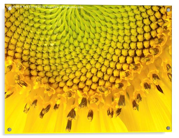  Sunflower Acrylic by Peb Elliott