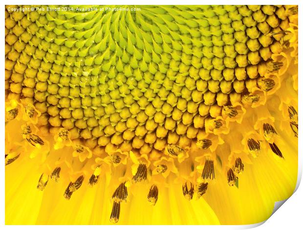  Sunflower Print by Peb Elliott