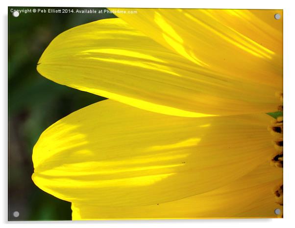  Sunflower Petals Acrylic by Peb Elliott