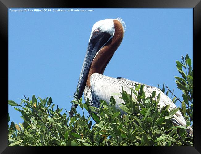 Pelican in a Mangrove Tree  Framed Print by Peb Elliott